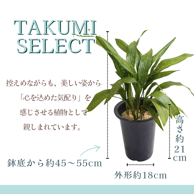 緑の匠が選んだ観葉植物 素敵な空間づくりに ハラン天の川( 観葉植物 ハラン天の川 インテリア 植物 贈り物 送料無料 )【B2-176】