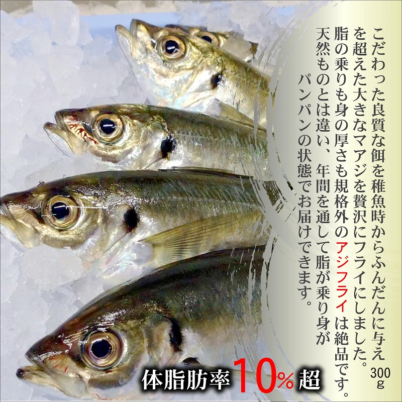 「アジフライの聖地　松浦」体脂肪率10%以上!養殖真あじのふっくらサクサク大判アジフライ開き( あじ アジ 鯵 聖地 アジフライ フライ 揚げ物 お弁当 おつまみ お惣菜 簡単 )【B3-083】