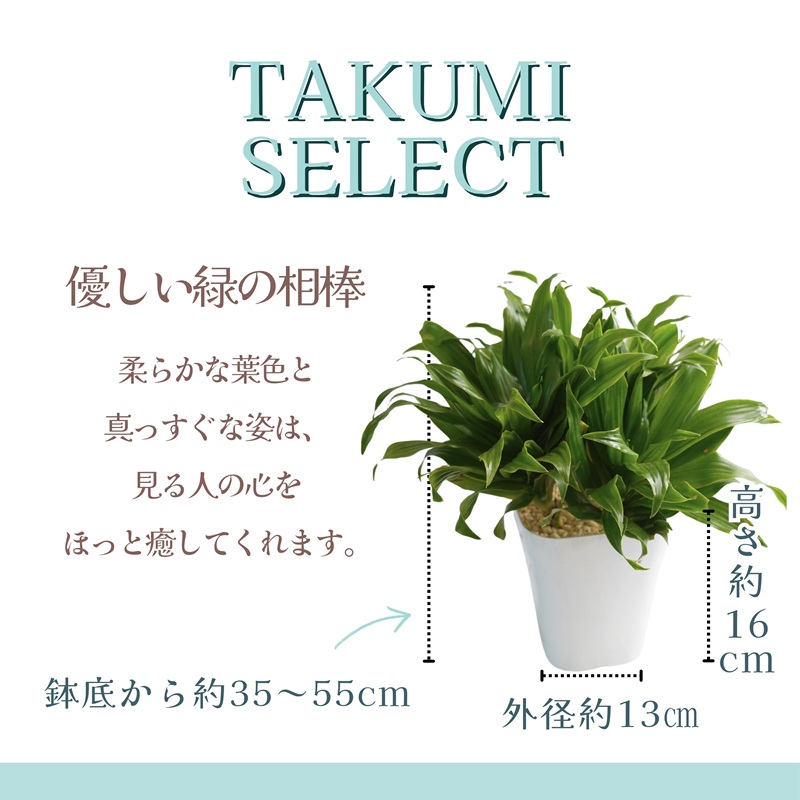 緑の匠が選んだ観葉植物 素敵な空間づくりに ドラセナ(観葉植物 ドラセナ インテリア 植物 贈り物 送料無料)【B3-068】