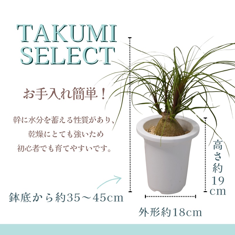 緑の匠が選んだ観葉植物 素敵な空間づくりに ノリナポニーテール( 観葉植物 ノリナポニーテール インテリア 植物 贈り物 送料無料 )【B3-069】