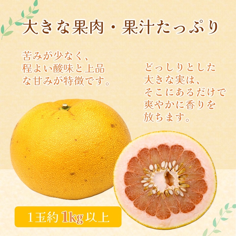 『期間限定』柑橘の王様！「長崎ザボン」果汁あふれる大きな果肉の 紅まどか(4～5玉) ( 長崎ザボン ザボン 果物 紅まどか )【B4-111】