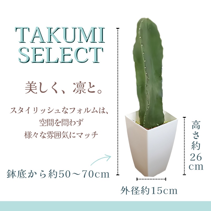 緑の匠が選んだ観葉植物 素敵な空間づくりに トゲナシサボテン 1本立( トゲナシサボテン 観葉植物 インテリア 植物 新築祝い 贈り物 開店祝い 引っ越し祝い 送料無料 )【B8-032】