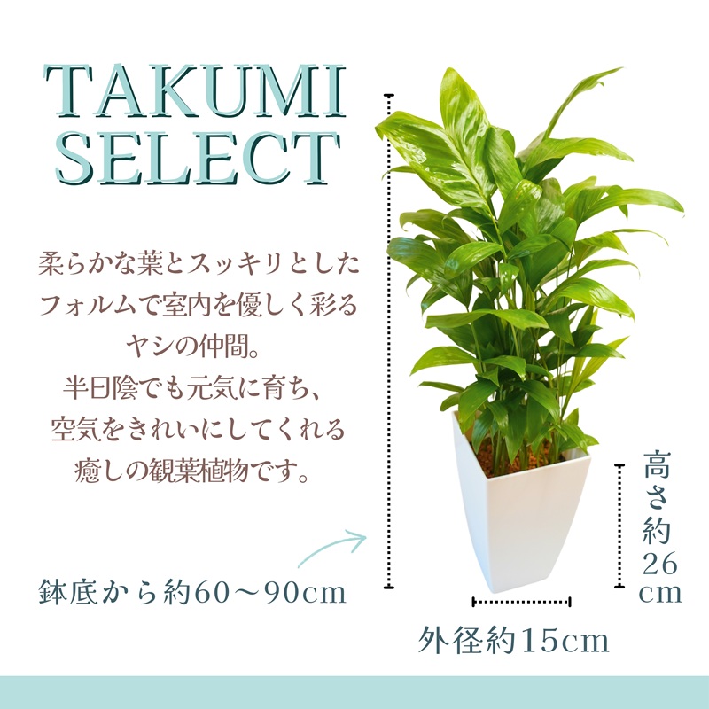 緑の匠が選んだ観葉植物 素敵な空間づくりに 高性チャメドレア( チャメドレア 観葉植物 インテリア 植物 新築祝い 贈り物 開店祝い 引っ越し祝い 送料無料 )【B8-033】