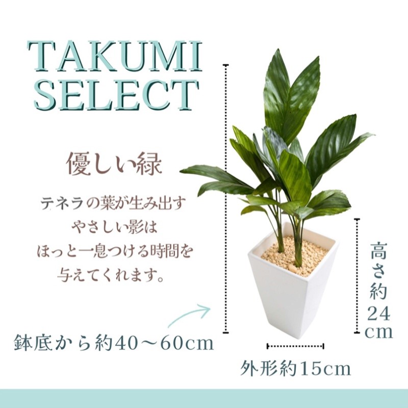 緑の匠が選んだ観葉植物 素敵な空間づくりに テネラ( 観葉植物 テネラ テネラヤシ 植物 贈り物 送料無料 )【B6-037】