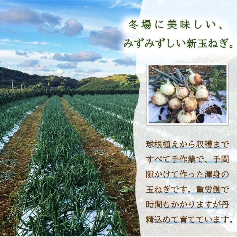 JR九州ファームの 新玉ねぎ 10kg( 玉ねぎ 甘い 野菜 新玉ねぎ 野菜 国産 送料無料 )【B7-036】