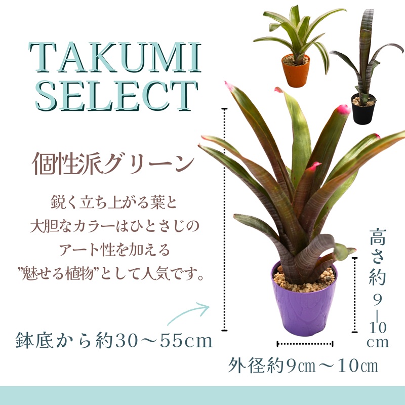 緑の匠が選んだ観葉植物 素敵な空間づくりに アナナス3種セット( 観葉植物 アナナス ツマベニアナナス キョウト ビルベルギアインテリア 植物 贈り物 送料無料 )【B8-029】