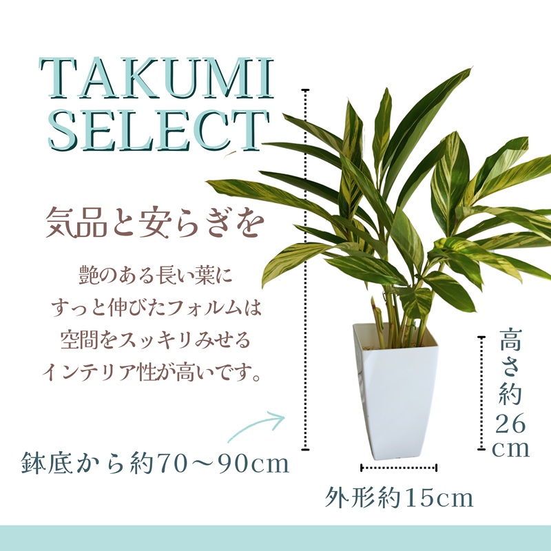 緑の匠が選んだ観葉植物 素敵な空間づくりに ゲットウ( 観葉植物 ゲットウ 月桃 植物 贈り物 送料無料 )【B9-019】