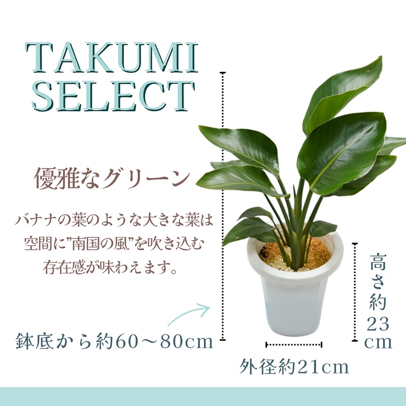 緑の匠が選んだ観葉植物 素敵な空間づくりに オーガスタ( オーガスタ 観葉植物 インテリア 植物 新築祝い 贈り物 開店祝い 引っ越し祝い 送料無料 )【C2-044】