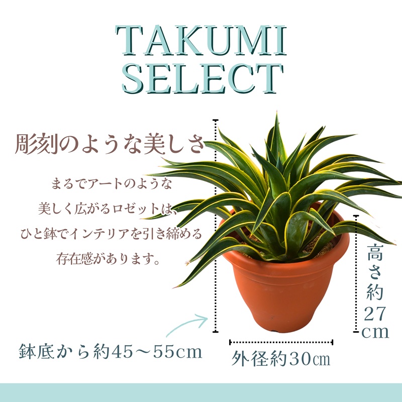 緑の匠が選んだ観葉植物 素敵な空間づくりに アガべ( 観葉植物 アガべ インテリア 植物 新築祝い 贈り物 送料無料 )【C0-069】