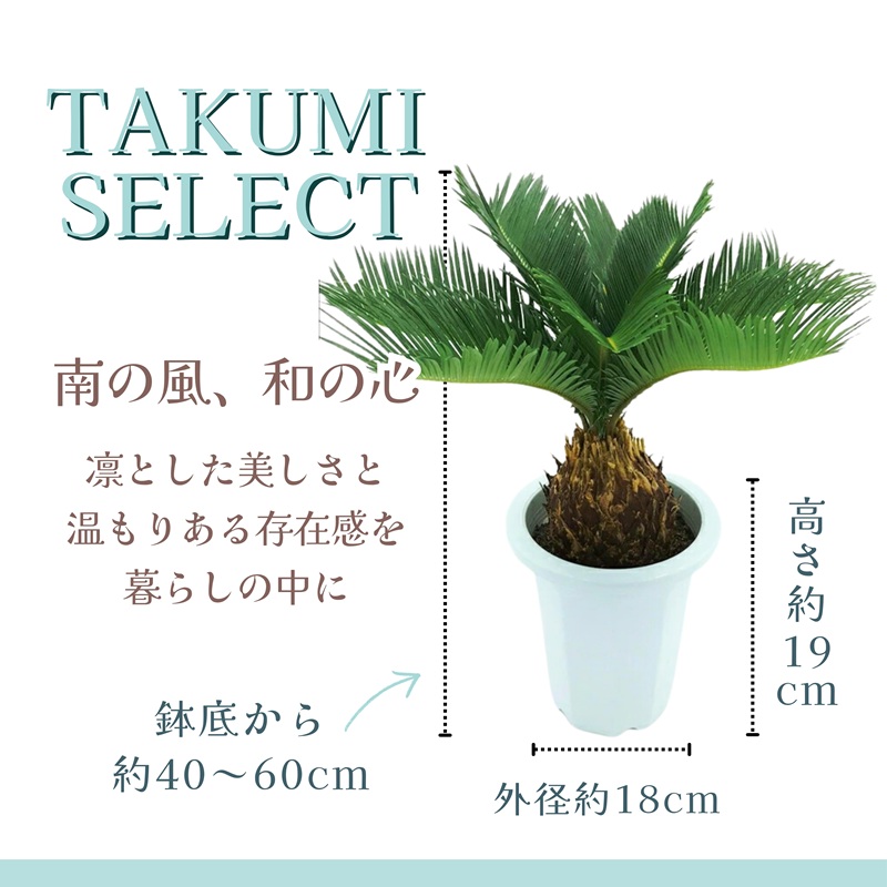 緑の匠が選んだ観葉植物 素敵な空間づくりに ソテツ( ソテツ 観葉植物 インテリア 植物 新築祝い 贈り物 開店祝い 引っ越し祝い 送料無料 )【C4-024】