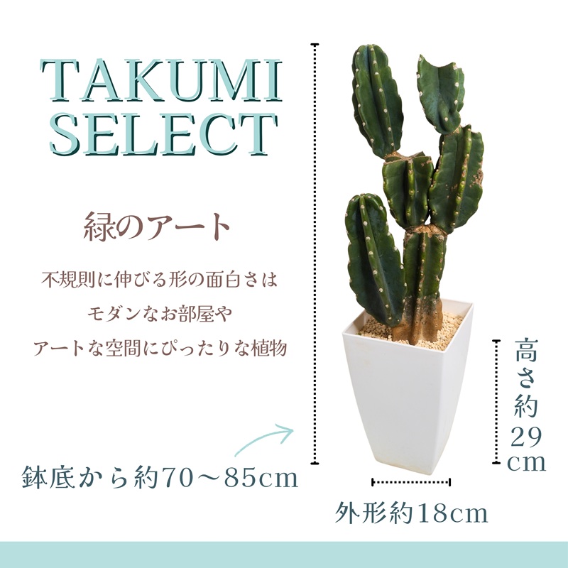 緑の匠が選んだ観葉植物 素敵な空間づくりに サボテンブランチ(観葉植物 サボテンブランチ サボテン 植物 贈り物 送料無料)【C8-015】