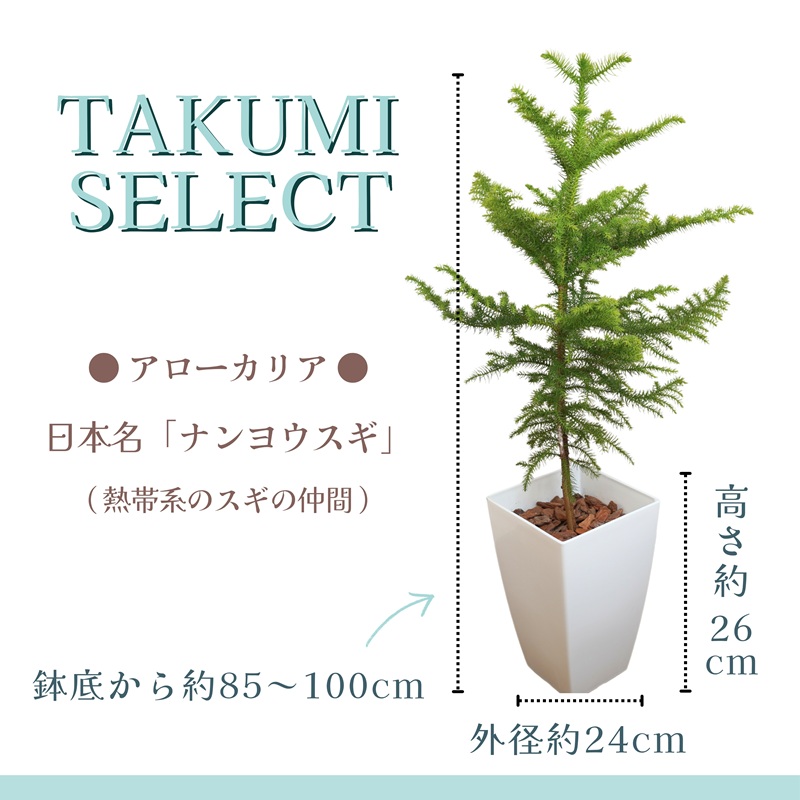 緑の匠が選んだ観葉植物 素敵な空間づくりに アローカリア ( アローカリア 観葉植物 インテリア 植物 新築祝い 贈り物 開店祝い 引っ越し祝い 送料無料 )【D2-012】