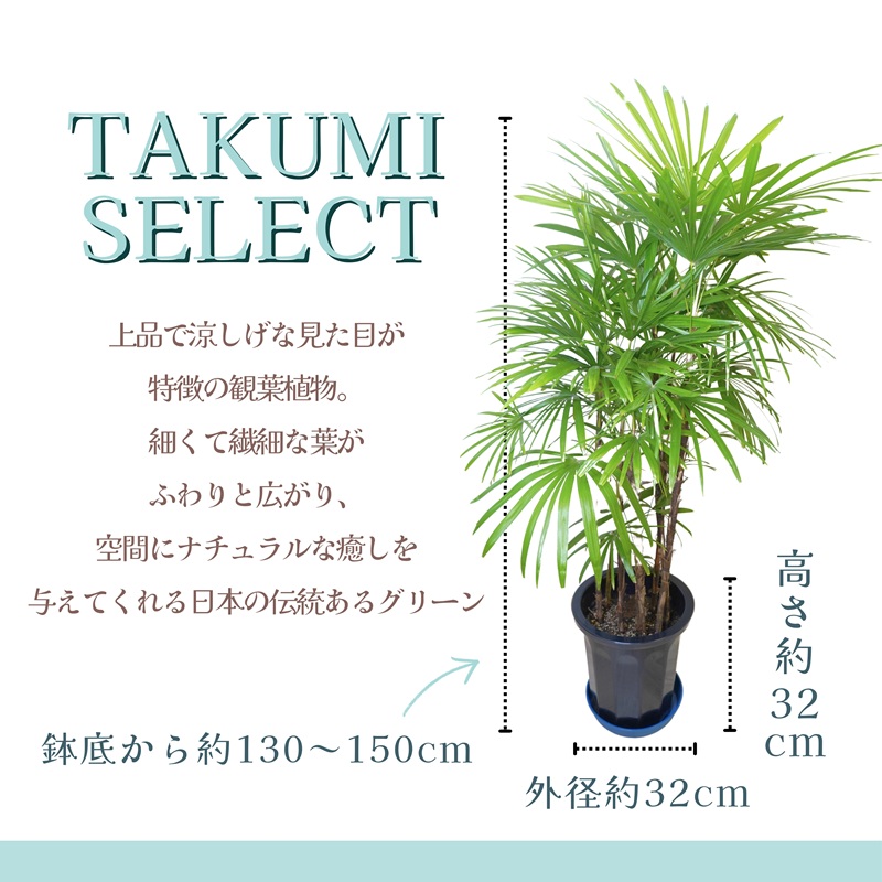 緑の匠が選んだ観葉植物 素敵な空間づくりに シュロチク( シュロチク 観葉植物 インテリア 植物 新築祝い 贈り物 開店祝い 引っ越し祝い 送料無料 )【E7-004】