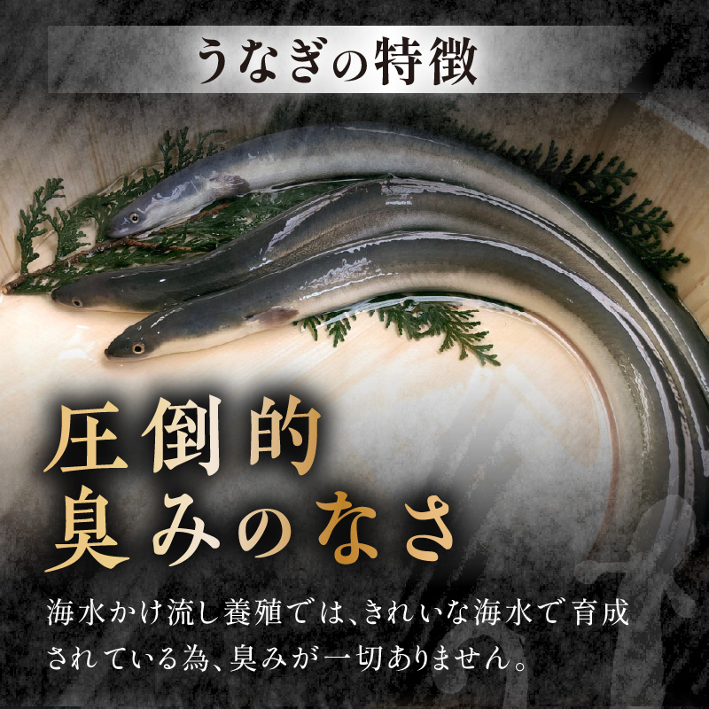 訳あり大容量！海水かけ流しうなぎ5尾～7尾【F0-016】