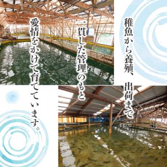 【全3回定期便】活〆おうごんとらふぐ刺身2人前セット( 定期便 海鮮 とらふぐ 刺身 高品質 )【E5-008】