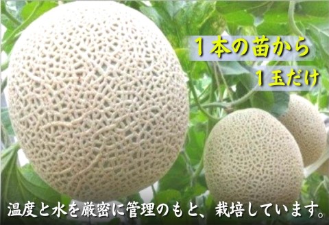 松浦アールスメロン「爽潤果(そうじゅんか)」2玉( メロン アールスメロン ブランド 人気 甘い 美味しい おいしい ギフト 期間限定 糖度14度以上 濃厚 芳醇 松浦 松浦市 長崎 長崎県 )【B4-109】
