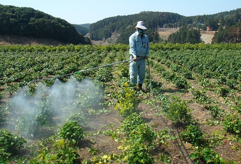 おしきみ60cm　4束セット【A7-063】