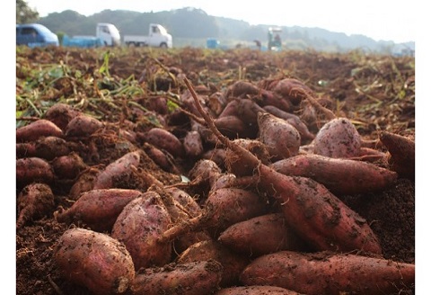 道の駅松浦直営農場産　赤土栽培「安納いも」10kg【C0-008】