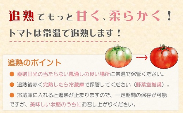 訳あり！ご家庭用に大活躍　夢追うフルティカトマト1.5㎏( トマト とまと ジューシー リコピン 期間限定 松浦市 松浦産 フルティカトマト )【A6-033】