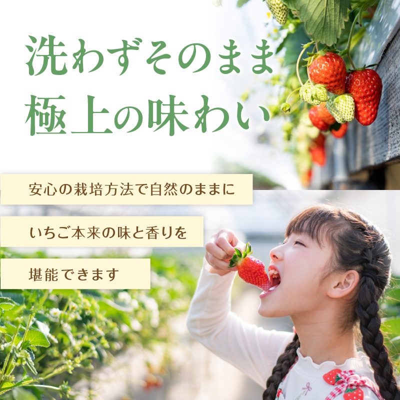 こだわり苺 品種お任せ小箱8粒～10粒×2パック(3月発送)( いちご 苺 イチゴ 紅ほっぺ かおり野 さがほのか 恋みのり 果物 フルーツ )【B0-236-03M】