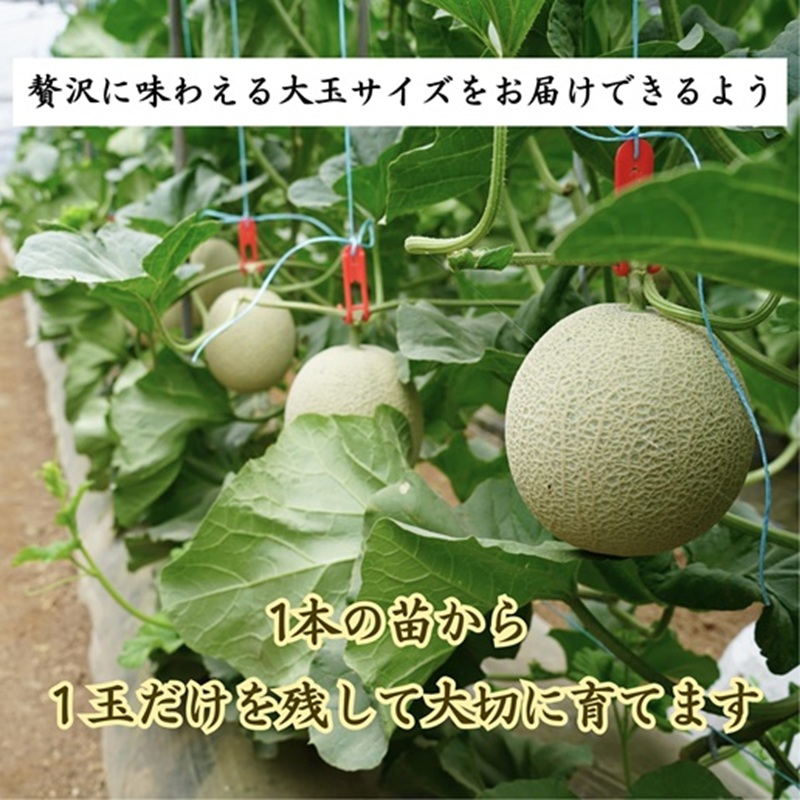 1.4㎏以上！大玉アールスメロン　夢メロン2玉入り( メロン 大玉 夢メロン アールスメロン )【B0-202】