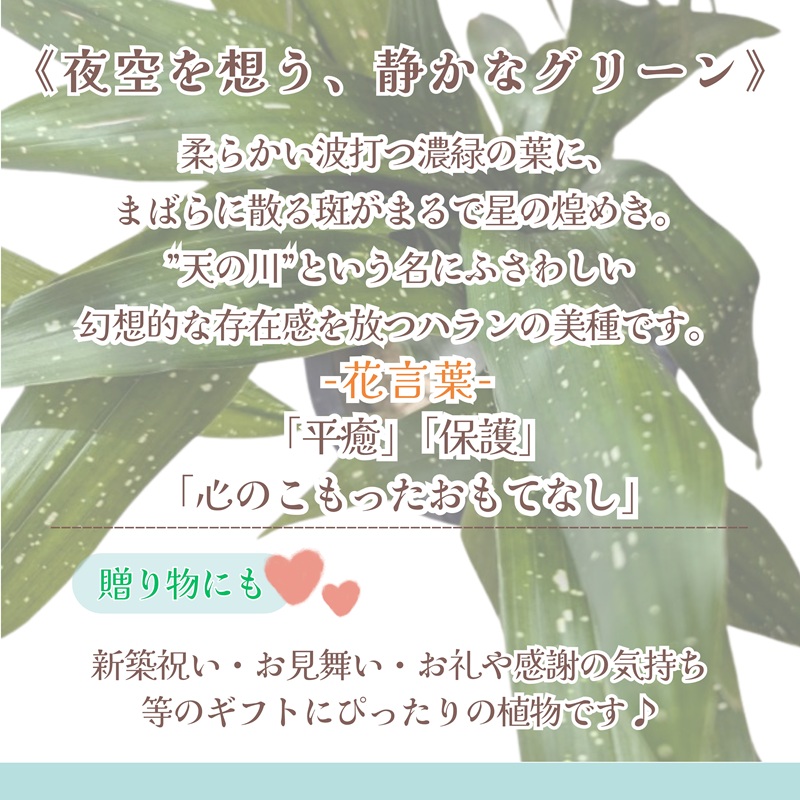 緑の匠が選んだ観葉植物 素敵な空間づくりに ハラン天の川( 観葉植物 ハラン天の川 インテリア 植物 贈り物 送料無料 )【B2-176】