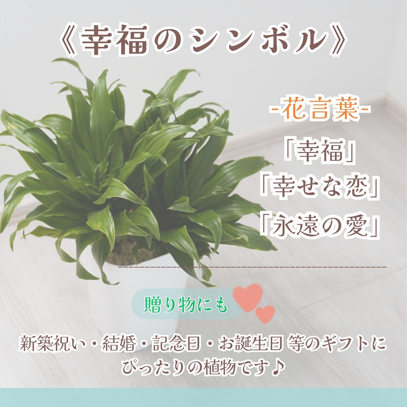 緑の匠が選んだ観葉植物 素敵な空間づくりに ドラセナ(観葉植物 ドラセナ インテリア 植物 贈り物 送料無料)【B3-068】