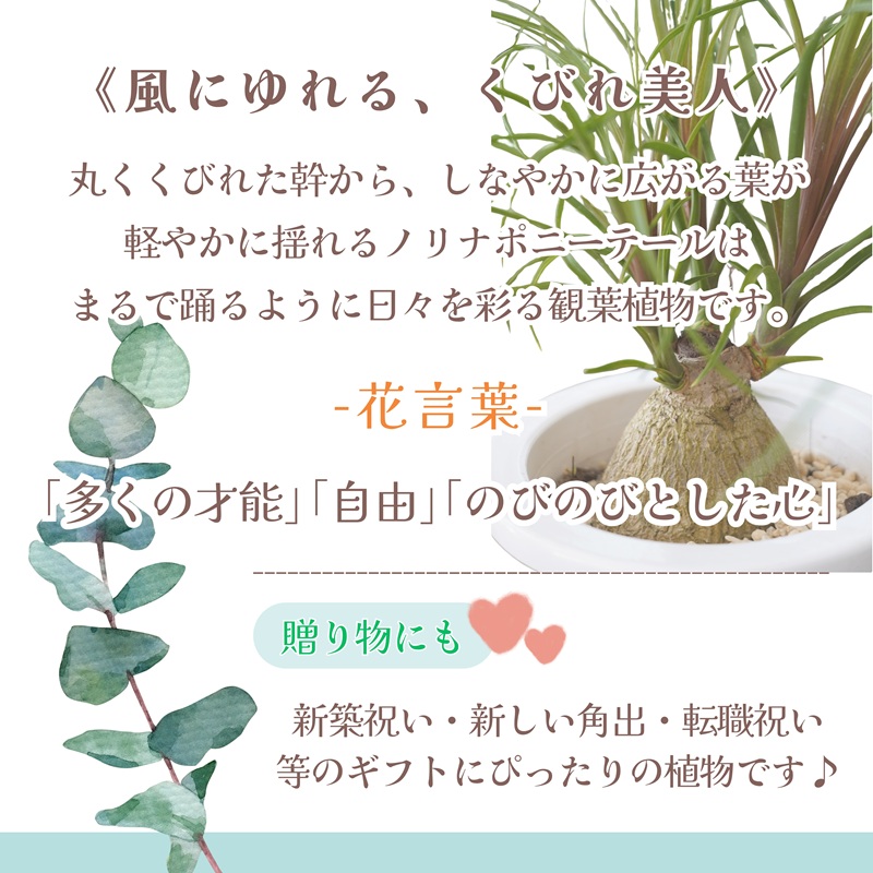 緑の匠が選んだ観葉植物 素敵な空間づくりに ノリナポニーテール( 観葉植物 ノリナポニーテール インテリア 植物 贈り物 送料無料 )【B3-069】