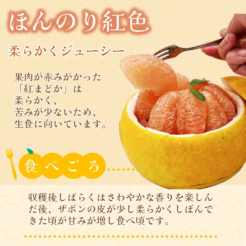 『期間限定』柑橘の王様！「長崎ザボン」果汁あふれる大きな果肉の 紅まどか(4～5玉) ( 長崎ザボン ザボン 果物 紅まどか )【B4-111】