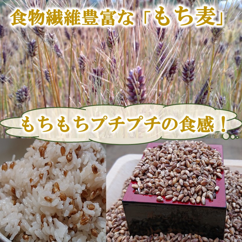 限定！！ 田代の米5kgと もち麦1kgセット( 米 もち麦 コシヒカリ ヒノヒカリ 紫もち麦 もち麦 セット )【B7-030】