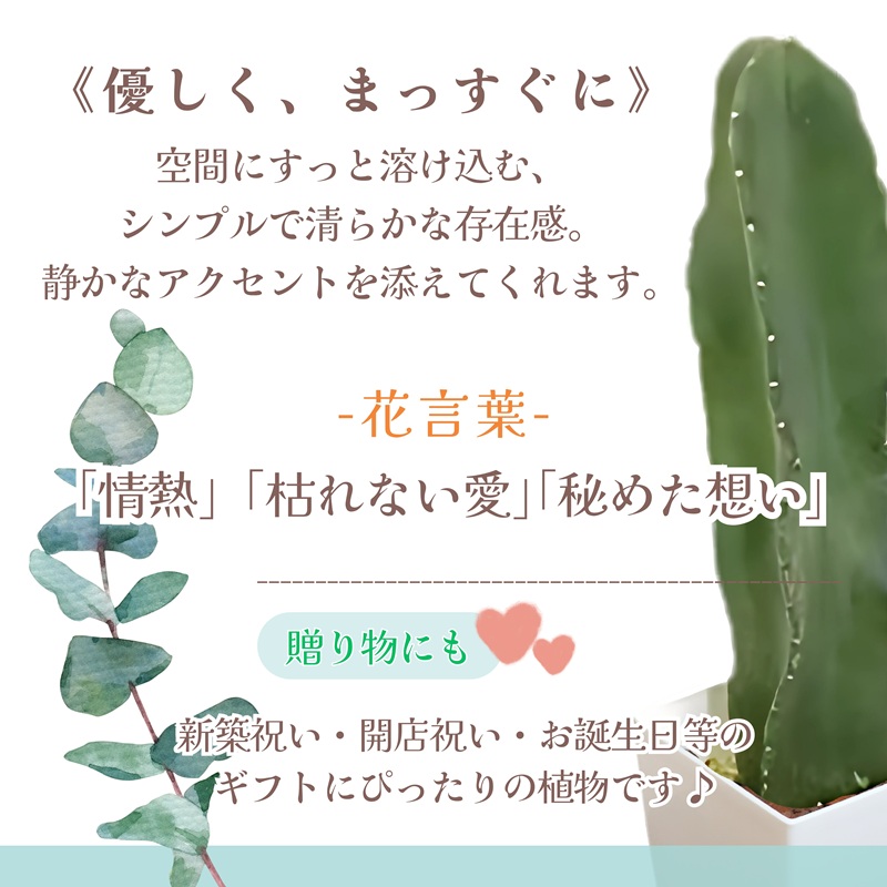 緑の匠が選んだ観葉植物 素敵な空間づくりに トゲナシサボテン 1本立( トゲナシサボテン 観葉植物 インテリア 植物 新築祝い 贈り物 開店祝い 引っ越し祝い 送料無料 )【B8-032】