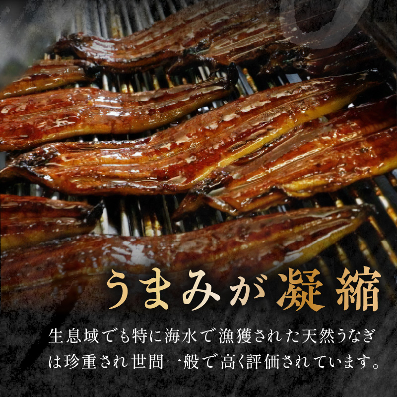 数量限定！海水かけ流しうなぎ蒲焼　特大サイズ1尾【B5-103】