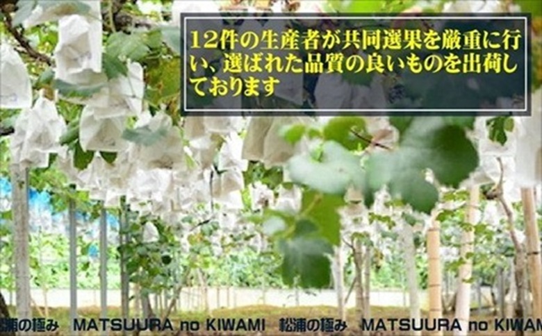 御厨ぶどうシャインマスカット4P 約1.2kg( 果物 フルーツ ブドウ マスカット 松浦産 シャインマスカット デザート 甘い 予約 )【B7-034】