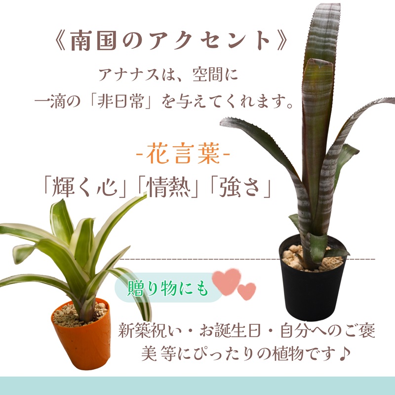 緑の匠が選んだ観葉植物 素敵な空間づくりに アナナス3種セット( 観葉植物 アナナス ツマベニアナナス キョウト ビルベルギアインテリア 植物 贈り物 送料無料 )【B8-029】