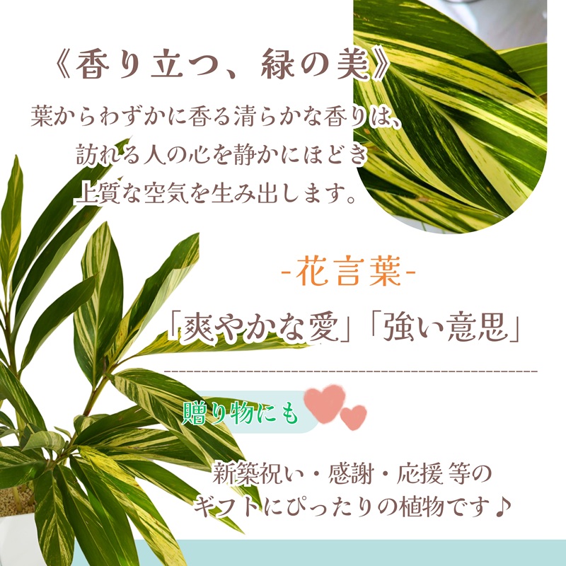 緑の匠が選んだ観葉植物 素敵な空間づくりに ゲットウ( 観葉植物 ゲットウ 月桃 植物 贈り物 送料無料 )【B9-019】