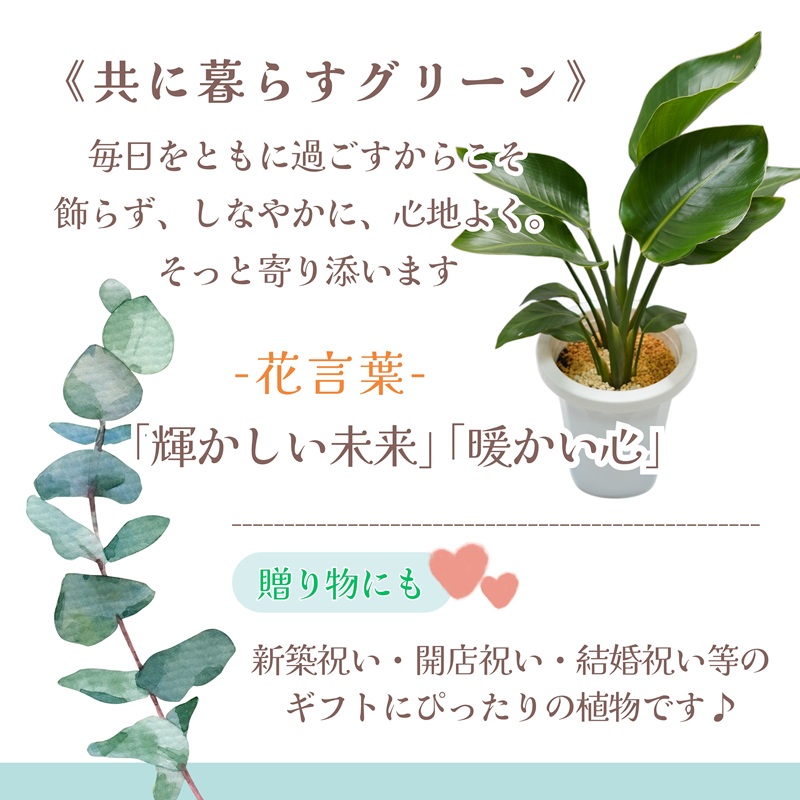 緑の匠が選んだ観葉植物 素敵な空間づくりに オーガスタ( オーガスタ 観葉植物 インテリア 植物 新築祝い 贈り物 開店祝い 引っ越し祝い 送料無料 )【C2-044】