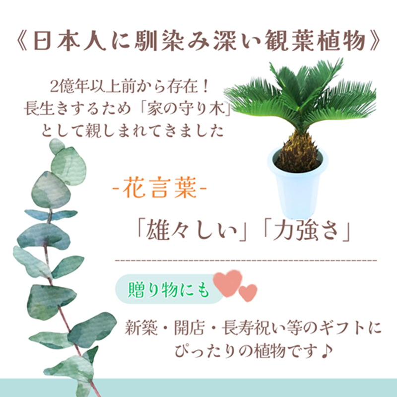 緑の匠が選んだ観葉植物 素敵な空間づくりに ソテツ( ソテツ 観葉植物 インテリア 植物 新築祝い 贈り物 開店祝い 引っ越し祝い 送料無料 )【C4-024】