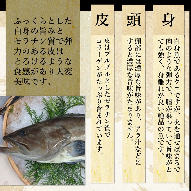 鷹島のうまかクエ鍋用(2～3人前)( 鷹島産 クエ 絶品 鱗処理済み クエ鍋 高級魚 )【C9-011】