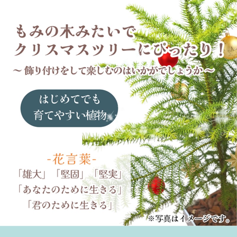 緑の匠が選んだ観葉植物 素敵な空間づくりに アローカリア ( アローカリア 観葉植物 インテリア 植物 新築祝い 贈り物 開店祝い 引っ越し祝い 送料無料 )【D2-012】