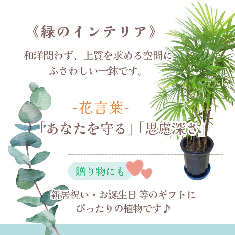 緑の匠が選んだ観葉植物 素敵な空間づくりに シュロチク( シュロチク 観葉植物 インテリア 植物 新築祝い 贈り物 開店祝い 引っ越し祝い 送料無料 )【E7-004】