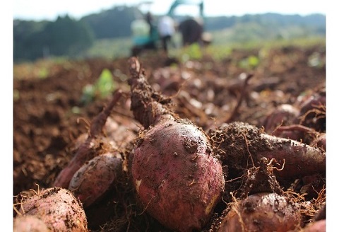道の駅松浦直営農場産　赤土栽培「安納いも」10kg【C0-008】