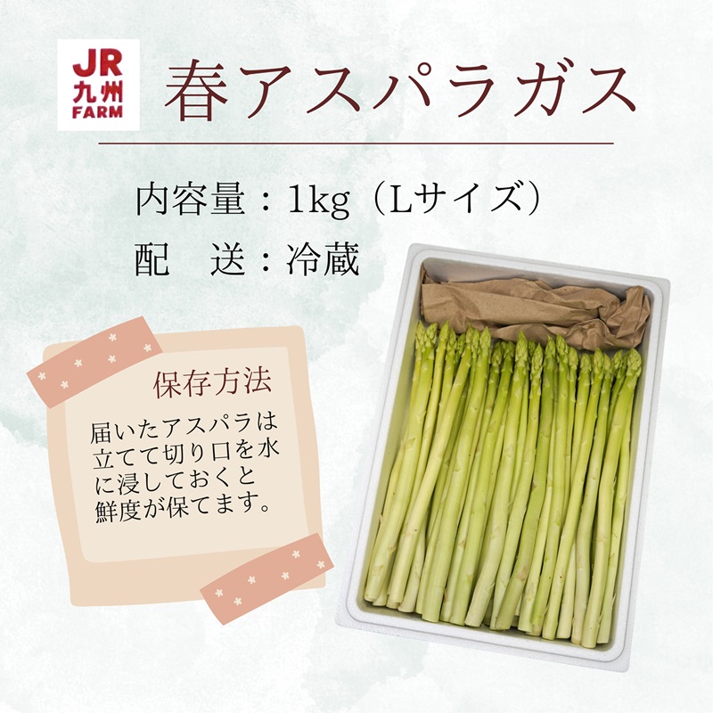 JR九州ファームの春アスパラガス　Lサイズ1kg( 野菜 新鮮 アスパラガス アスパラ 春アスパラ 甘み )【B0-211】