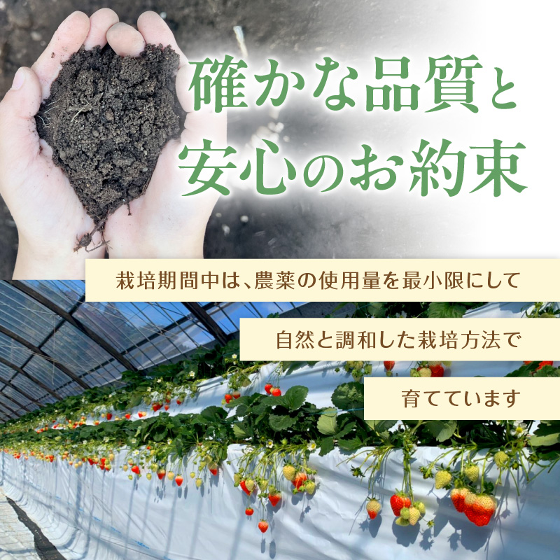こだわり苺 品種お任せ小箱8粒～10粒×2パック(1月発送)( いちご 苺 イチゴ 紅ほっぺ かおり野 さがほのか 恋みのり 果物 フルーツ )【B0-236-01M】