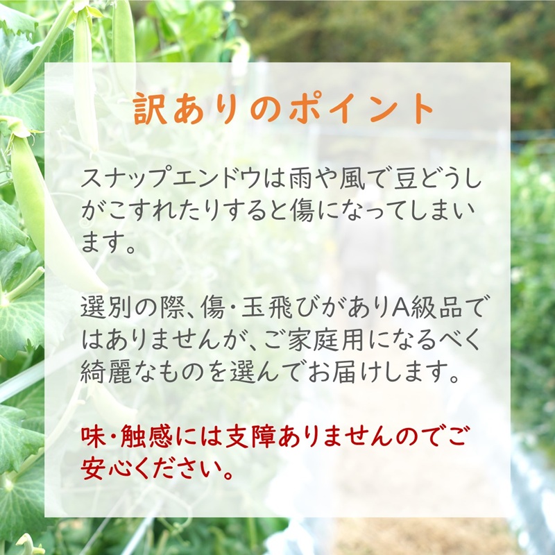 訳あり大容量！みずみずしさ弾ける!鷹島のスナップエンドウ 1.5kg ( 訳アリ えんどう エンドウ 豆 旬の野菜 野菜 新鮮 朝摘み )【B0-246】