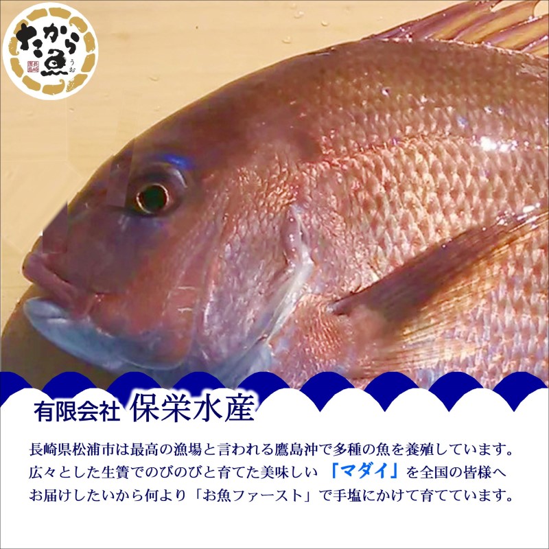 鷹島のおいしかタイ1.2kg( 鯛 お刺身 煮つけ 塩焼き 様々な料理 アラ付き )【B5-098】