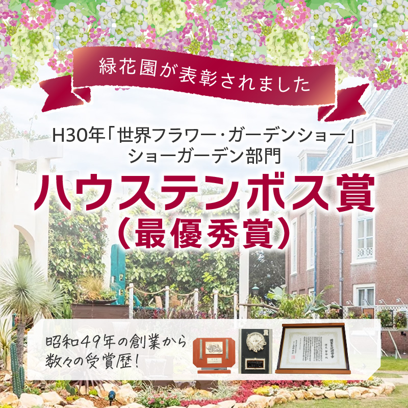 緑の匠が選んだ観葉植物 素敵な空間づくりに サボテンブランチ(観葉植物 サボテンブランチ サボテン 植物 贈り物 送料無料)【C8-015】