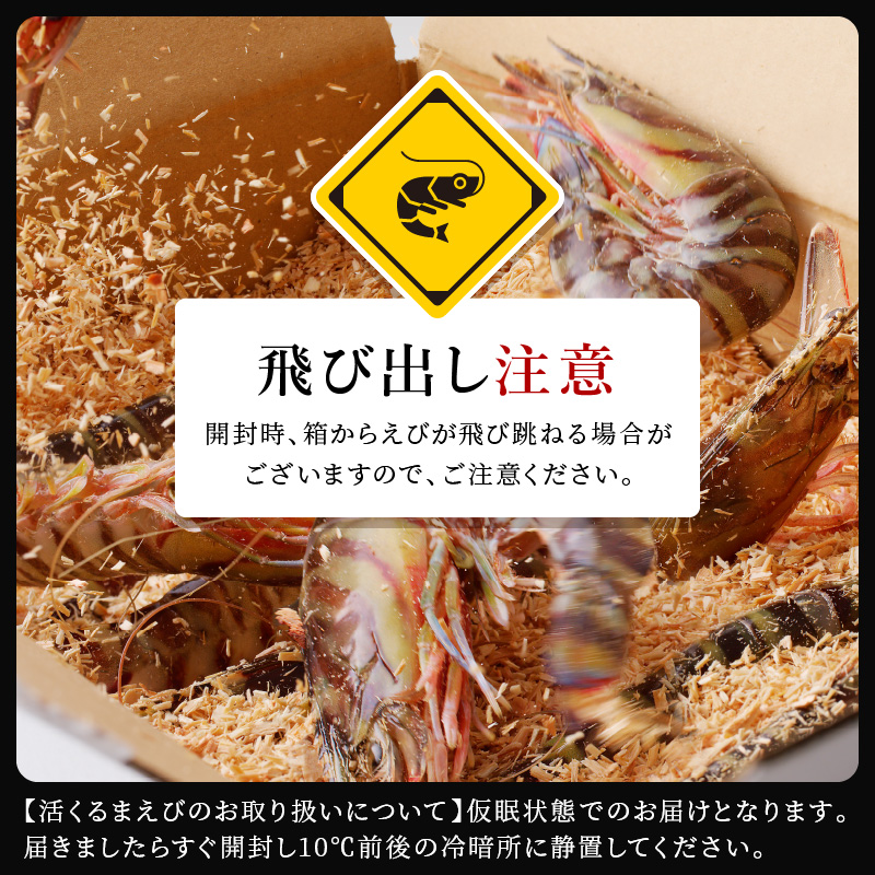 【宅配BOX不可】東興のくるまえび1kg入【11月下旬～12月発送】( くるまえび 東興のくるまえび 車海老 海老 エビ )【D5-010-12M】