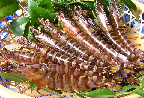 お届けオーダーメイド!東興のくるまえび600g×5回( くるまえび えび 海老 エビ 車海老 贈答 贈り物 はがき 簡単 お中元 お歳暮 )【K20-002】