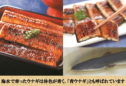 お届けオーダーメイド!海水かけ流しうなぎ蒲焼3尾×5回( お中元 お歳暮 贈り物 贈答用 オーダーメイド うなぎ 鰻 ウナギ 養殖 )【K35-001】