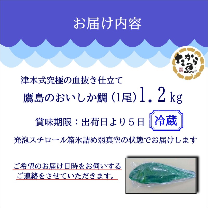 ～津本式・究極の血抜き仕立て～おいしかタイ1.2kg( 松浦 養殖 真鯛 長期熟成 津本式 究極の血抜き 保栄水産 )【B8-045】